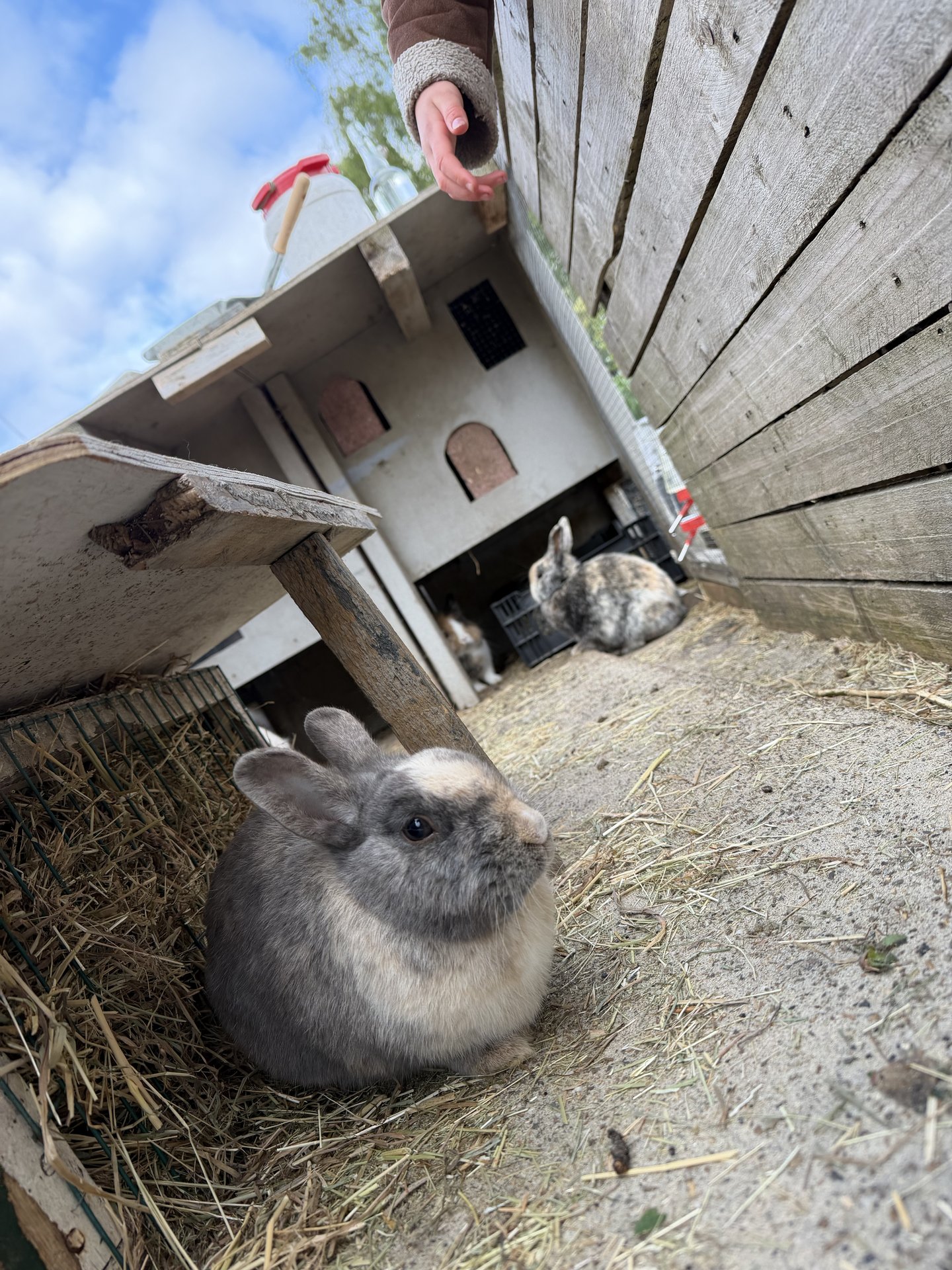 This photo captures a close-up view of several rabbits in an outdoor enclosure at Dijksgracht, Marineterrein, Amsterdam